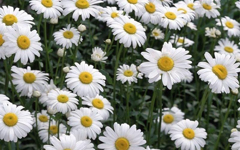 loài hoa phổ biến dễ trồng hoa cúc chi trắng